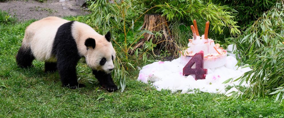 Berlin Zoo's adorable giant pandas celebrate their fourth birthday amidst plans for their return to China 